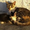 Mykonos Katzen (59)